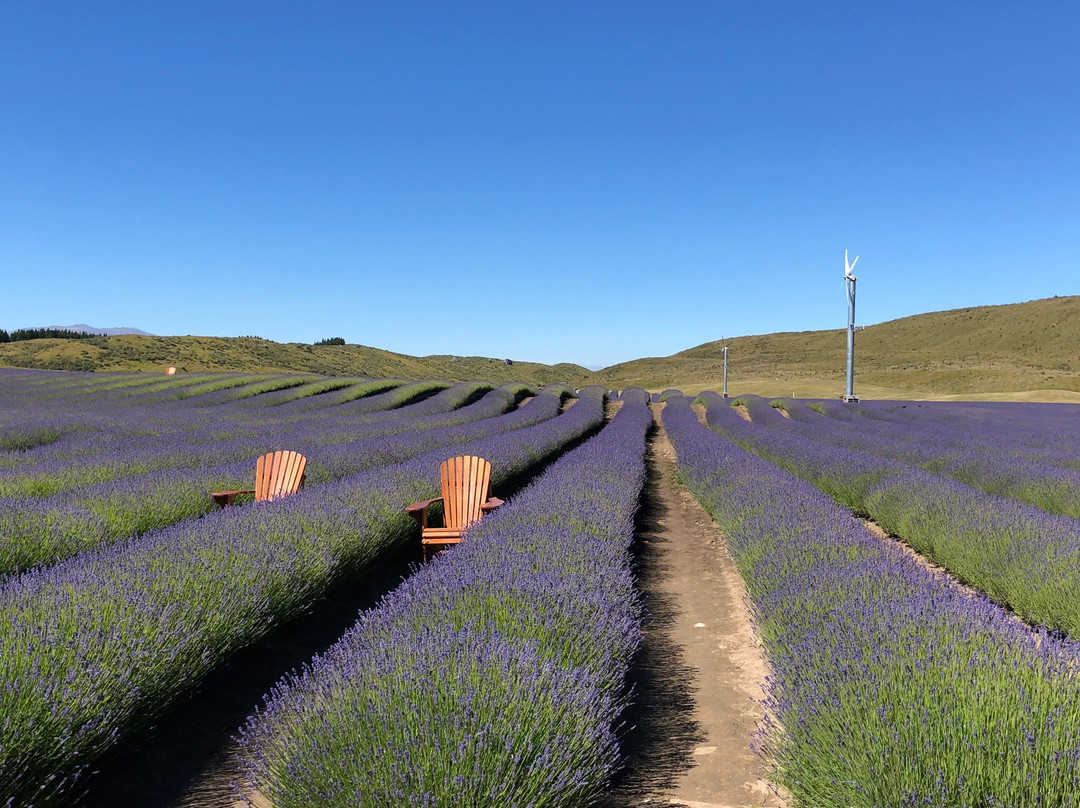 New Zealand Alpine Lavender Farm景点图片