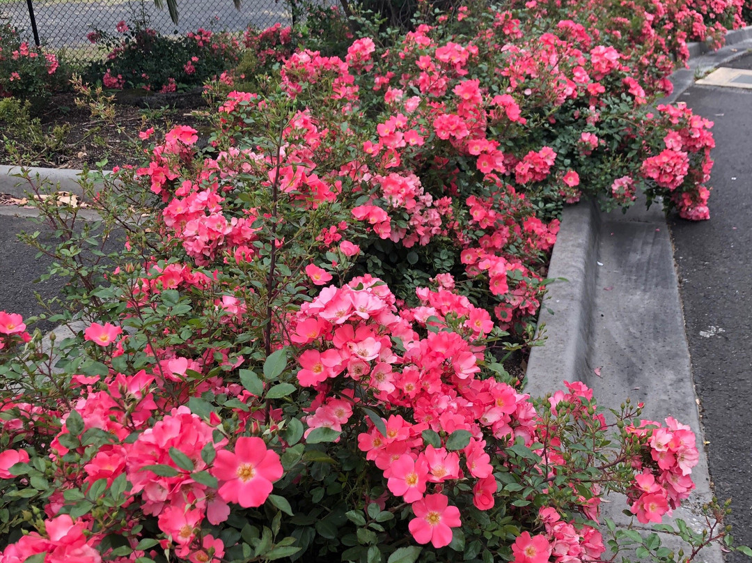 The Terrace at The Settlement主图