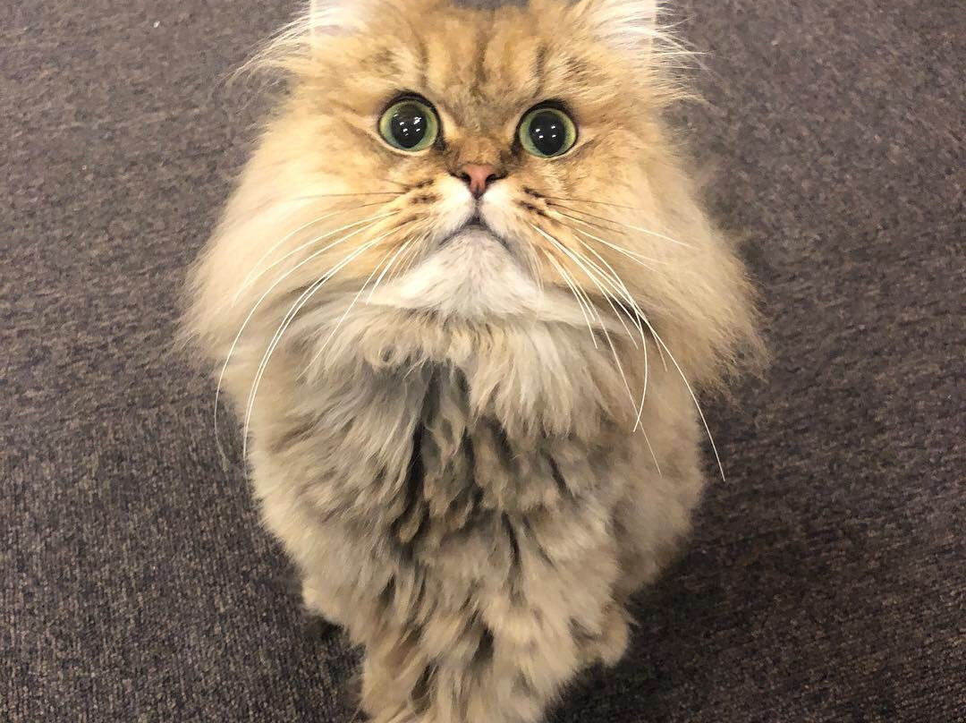 Cat Cafe Singeki Cat-Kabukicho必去景点