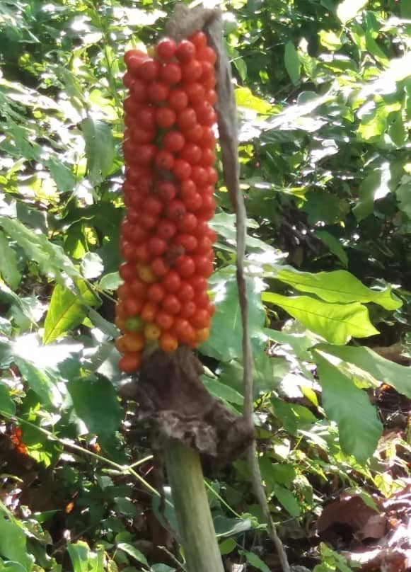 Potwe Eco Tourism