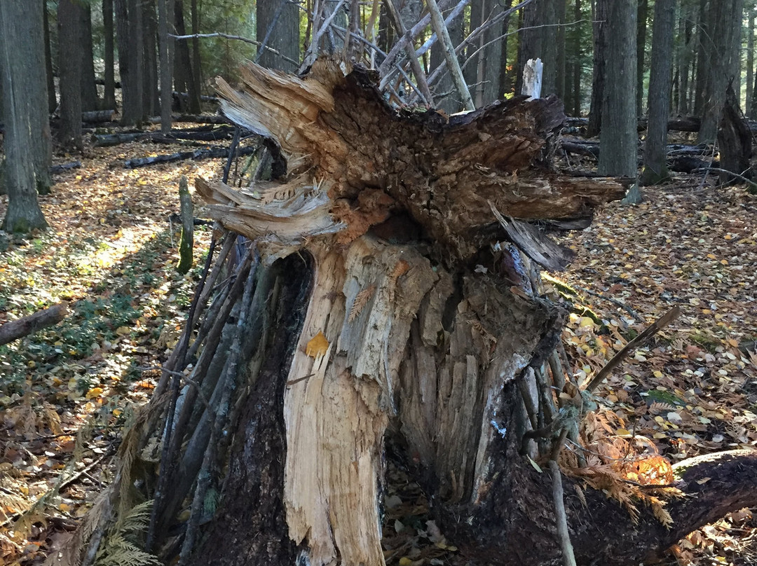 Ross Lake Provincial Park景点图片