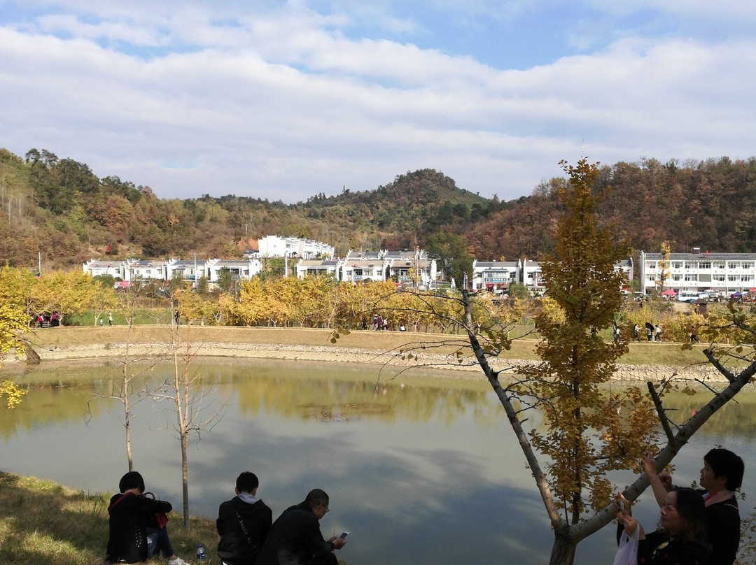 千年银杏谷-随州市必去景点