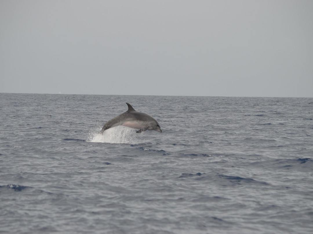 Whale Watch Tenerife景点图片