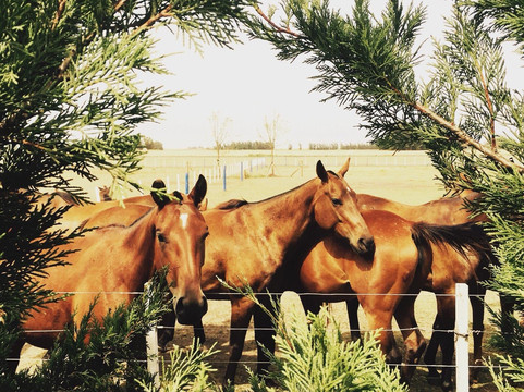 Xperience by Horse-塔林必去景点