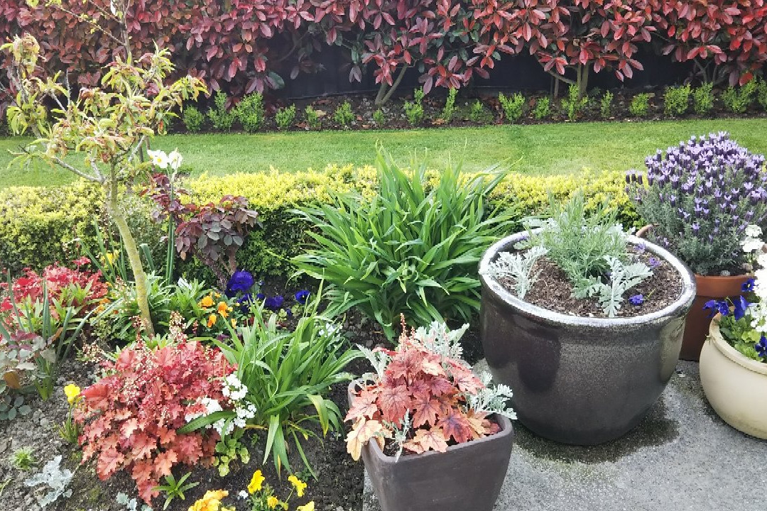 橄榄树住宿加早餐酒店主图