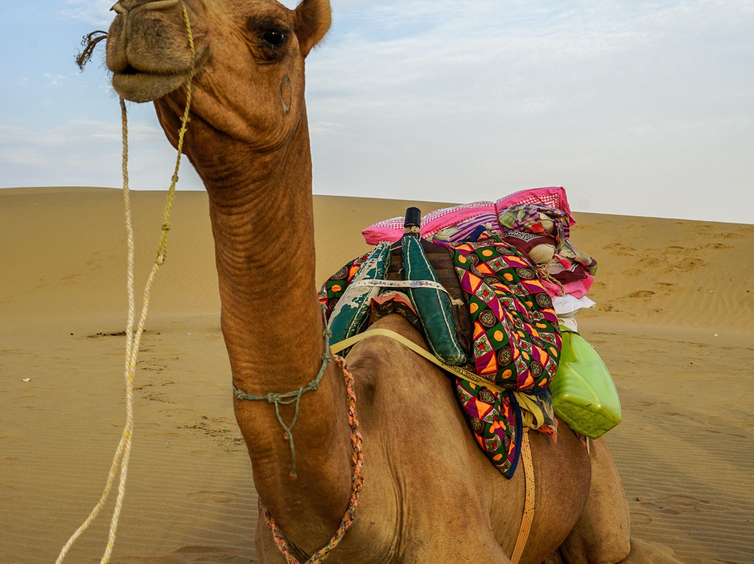 Arya Tours and Travels景点图片