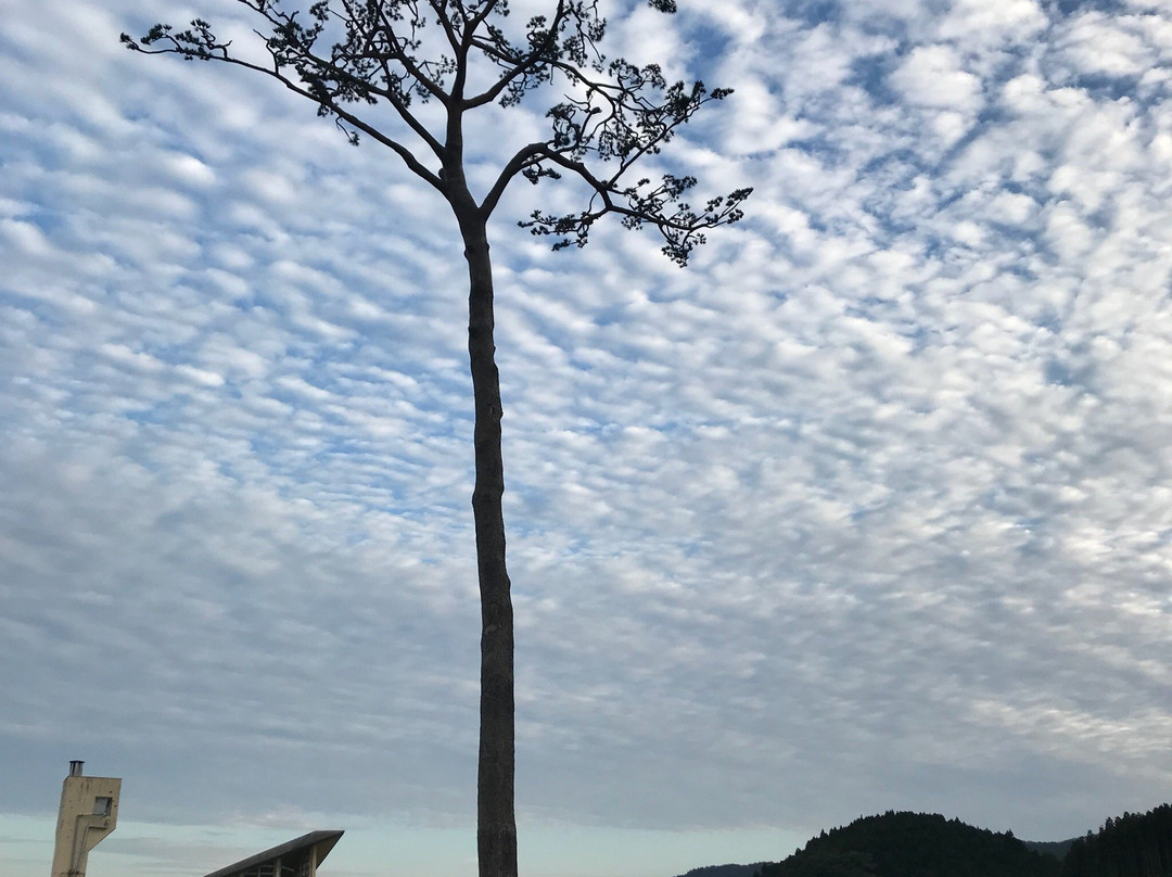 Miracle Lone Pine Tree