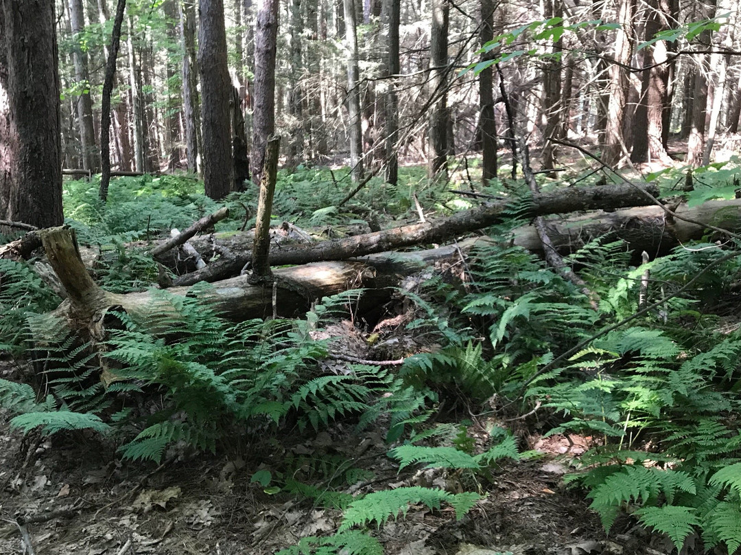 Vaughan Woods State Park景点图片