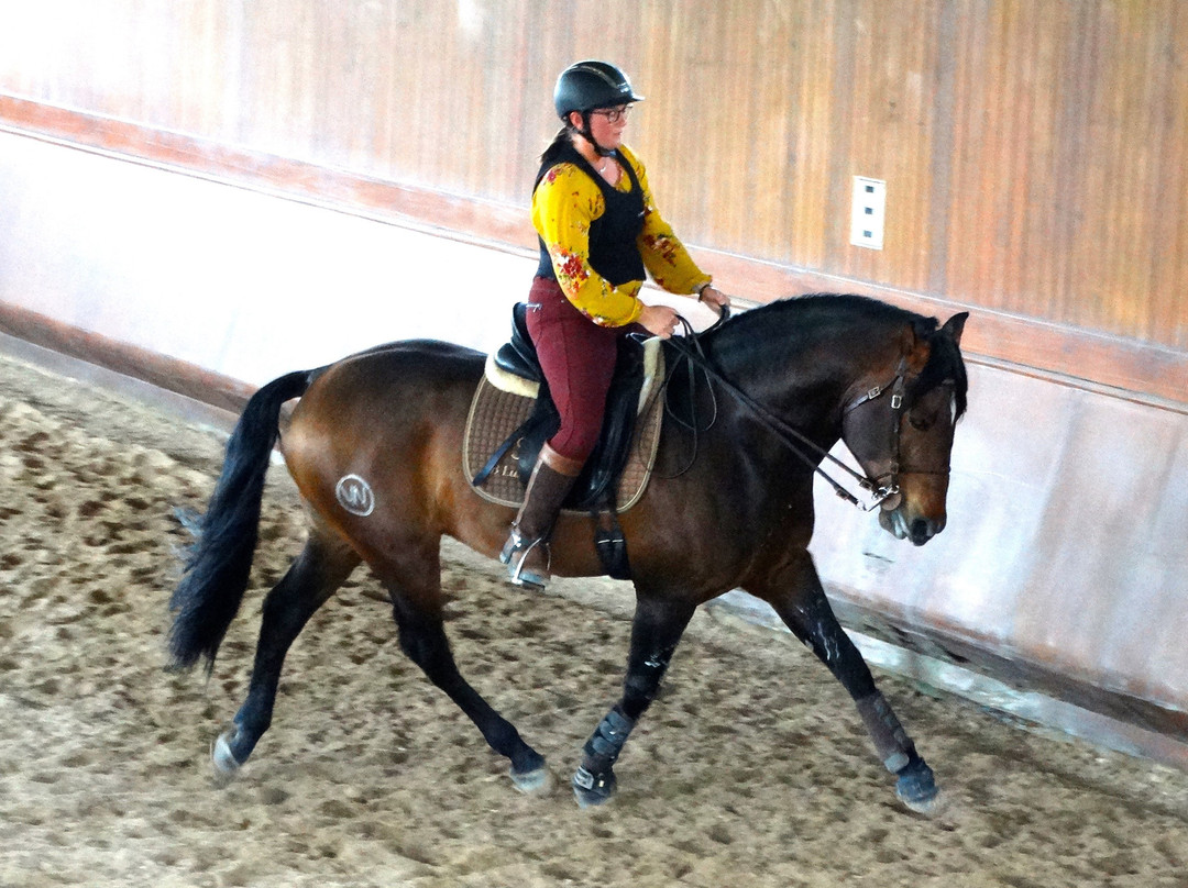 Lusitanos Riding Centre景点图片