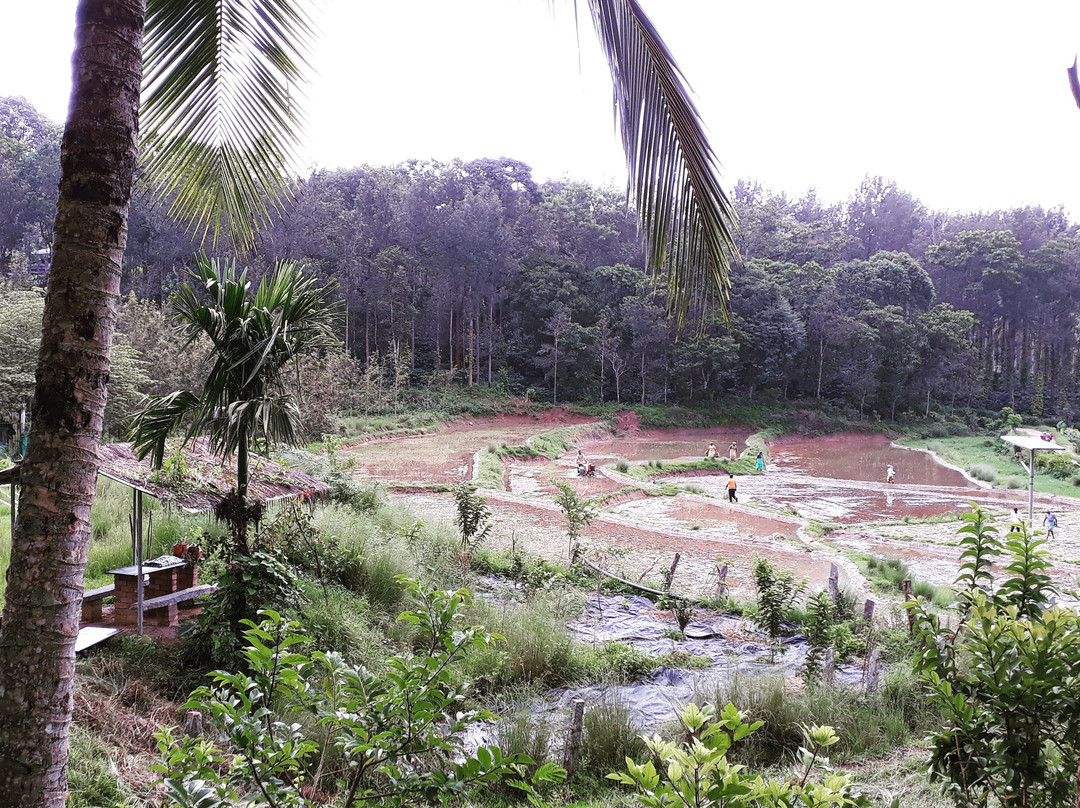 The Giving Tree at Kasthuri Estate景点图片