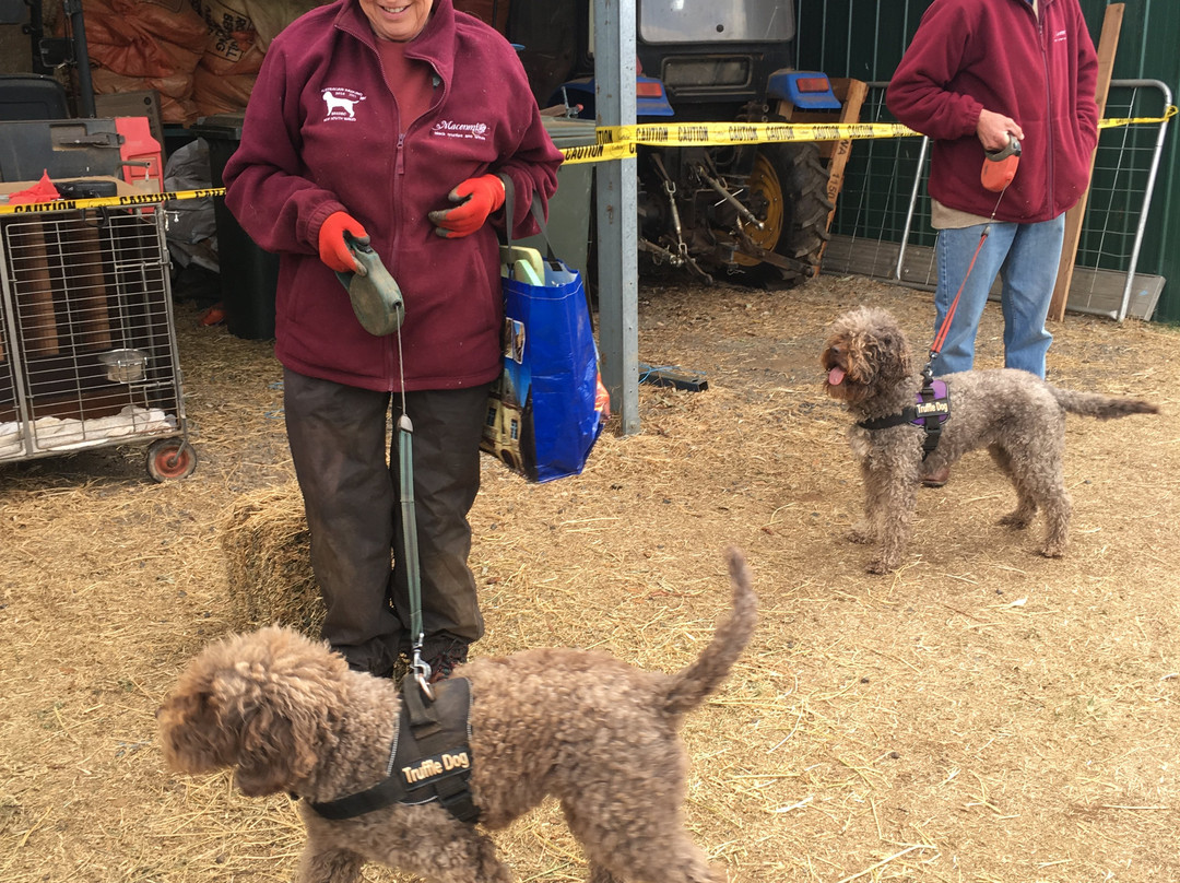 Macenmist Black Truffles & Wines-Bredbo必去景点