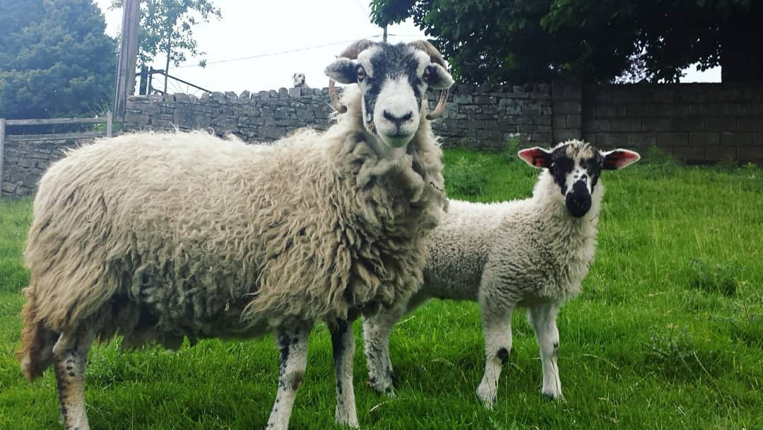 Hazel Brow Farm Visitor Centre景点图片