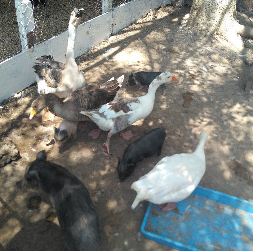 La Granja De Los Abuelos-Santiago必去景点