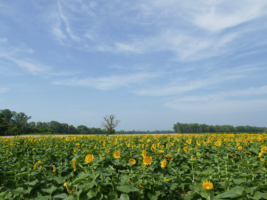 Columbia Bottom Conservation Area-圣路易斯必去景点