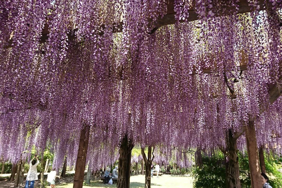 Omishima Fuji Park-今治市必去景点