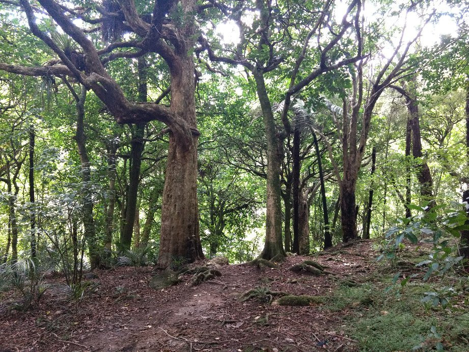 Maketu Waterfall-Ramarama必去景点