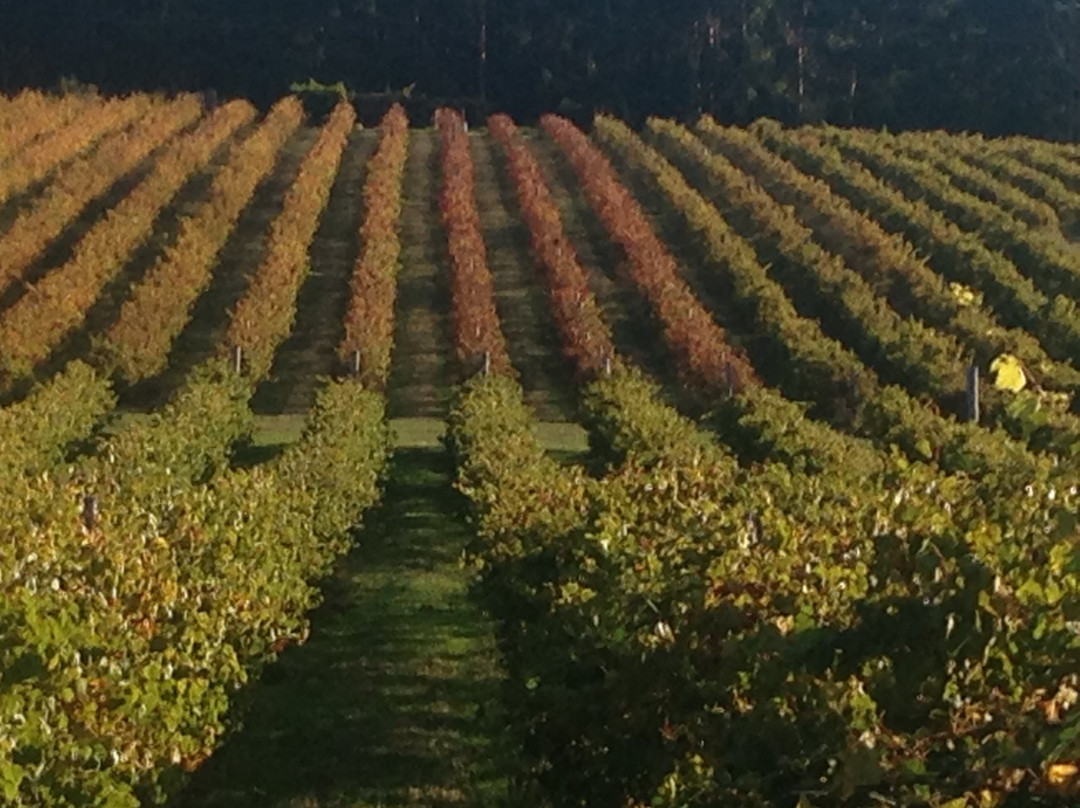 彭伯顿旅游景点-Mountford Organic Wines home of Tangletoe Cidery