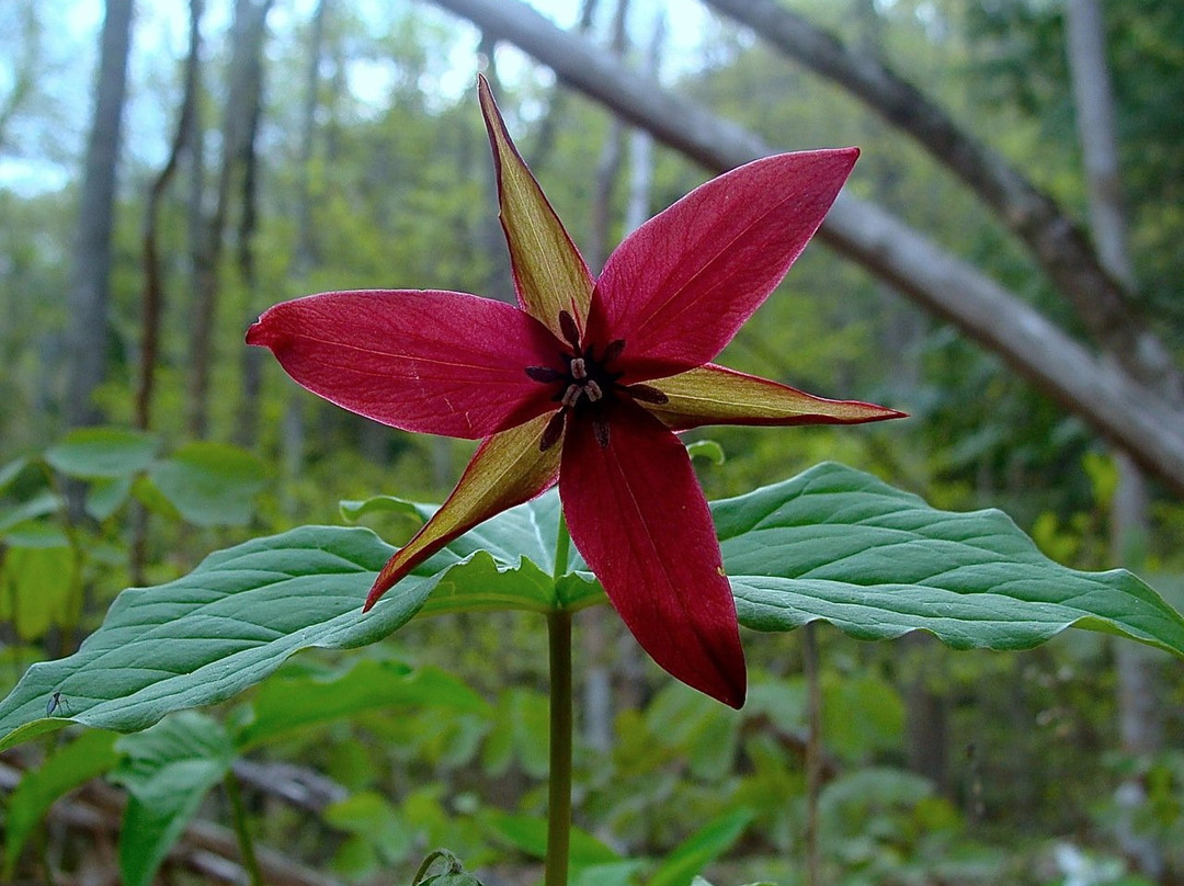 Dreaming Roses Eco-B&B主图