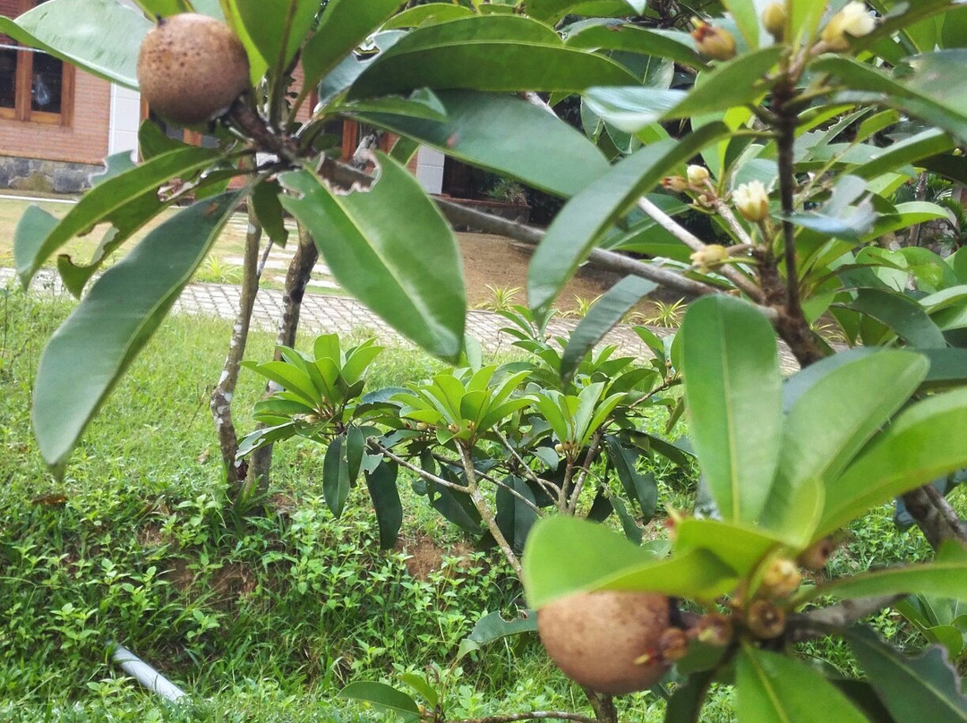 The Garden House Phu Quoc主图