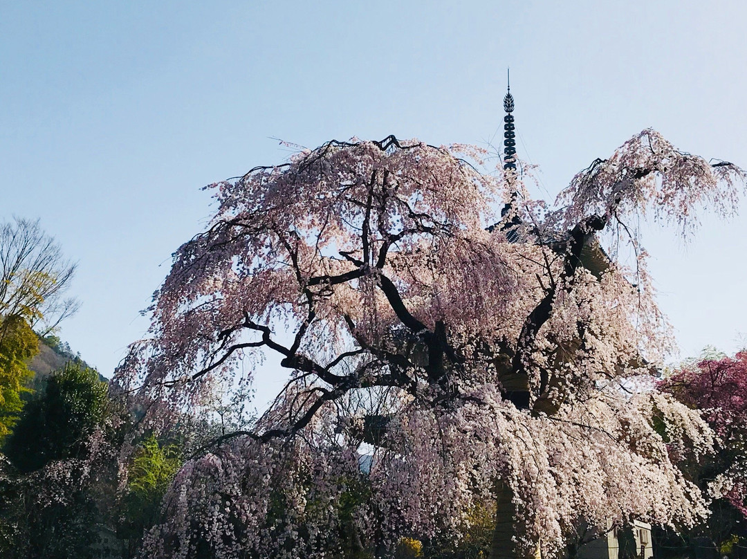 Josen-ji Temple Weeping Cherry Blossom景点图片