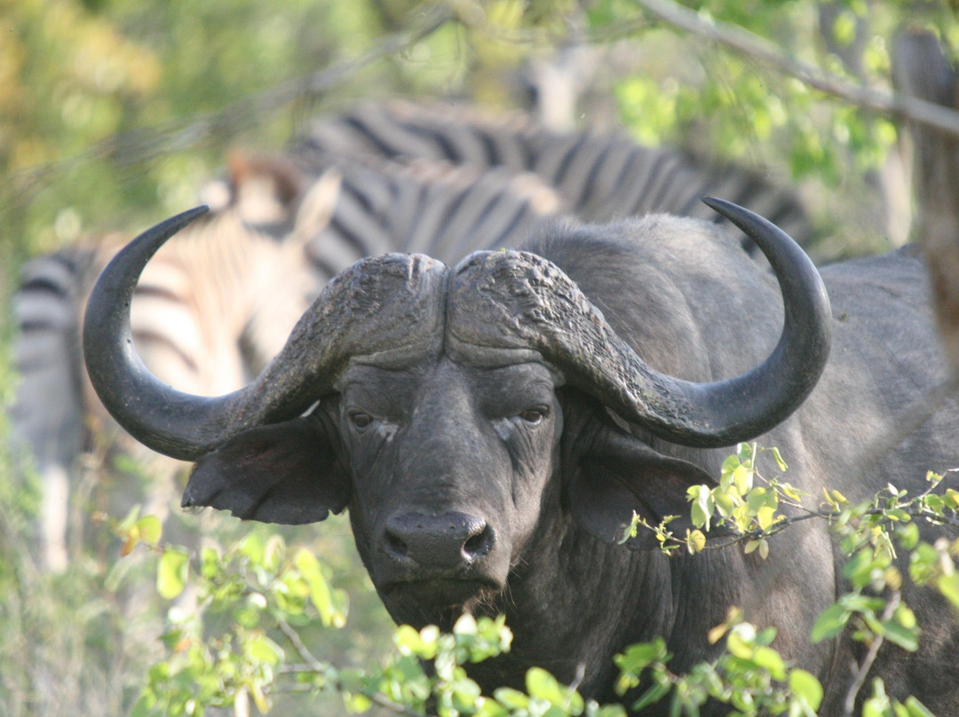 La Barune Game Lodge主图