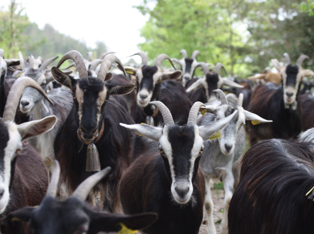 Formatges De Lluca-Lluca必去景点