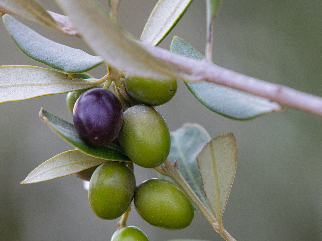 The Artsy Olive-盖林柏格必去景点