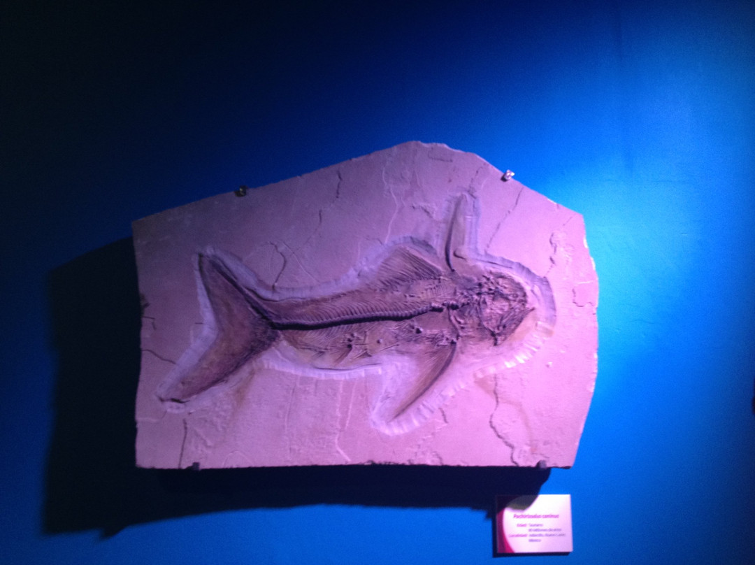 Museo de Historia Natural景点图片