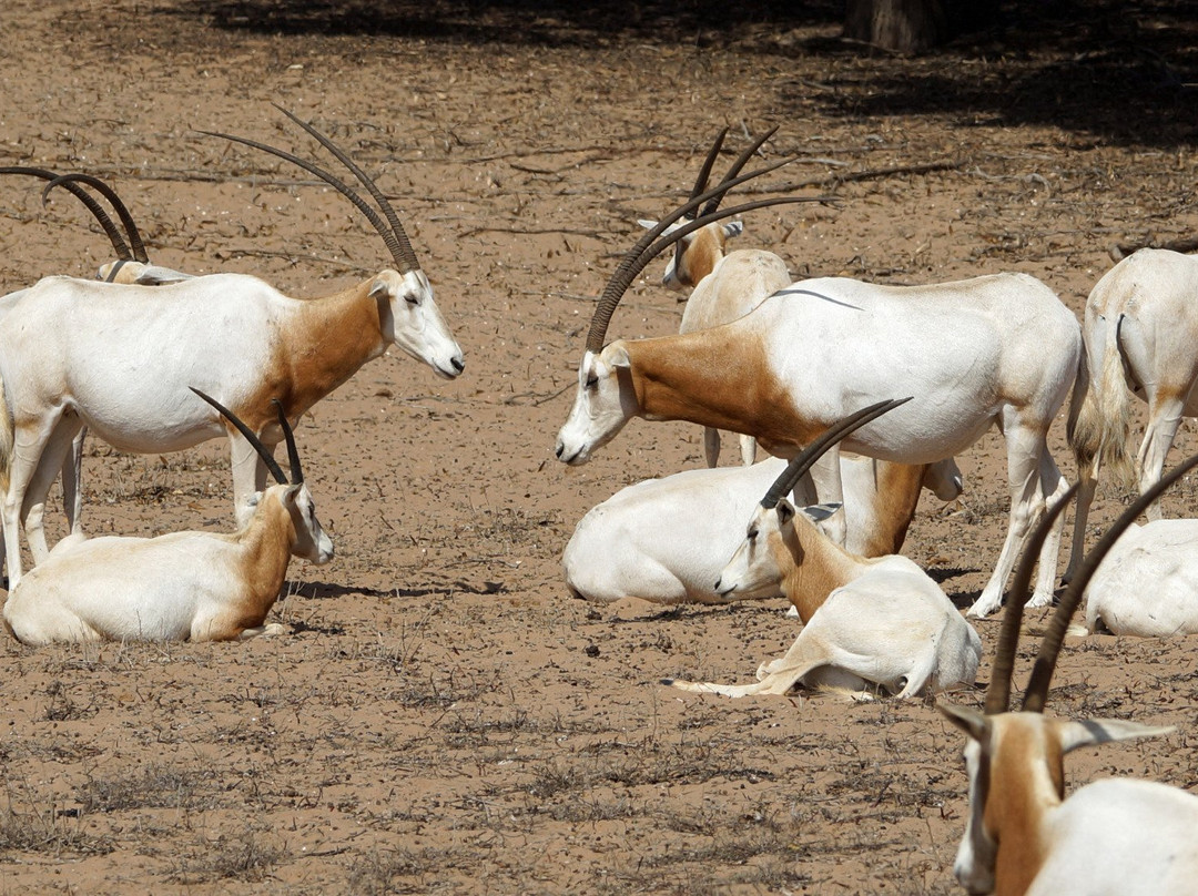 Sidi R'bat旅游攻略图片