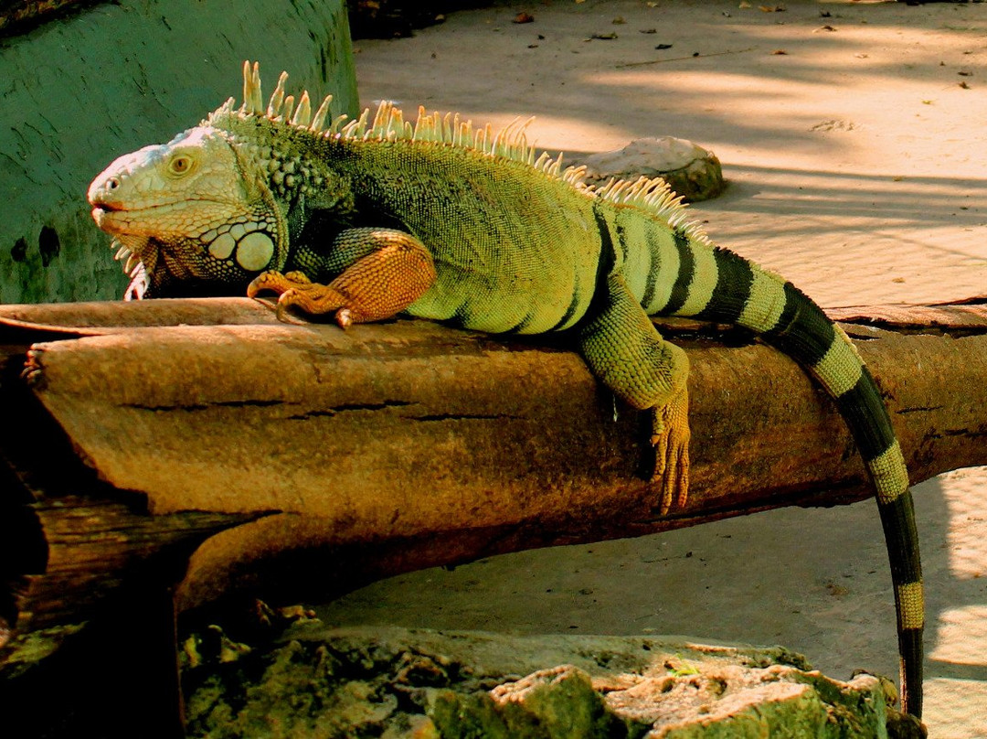 Maharani Zoo & Caves-Lamongan必去景点