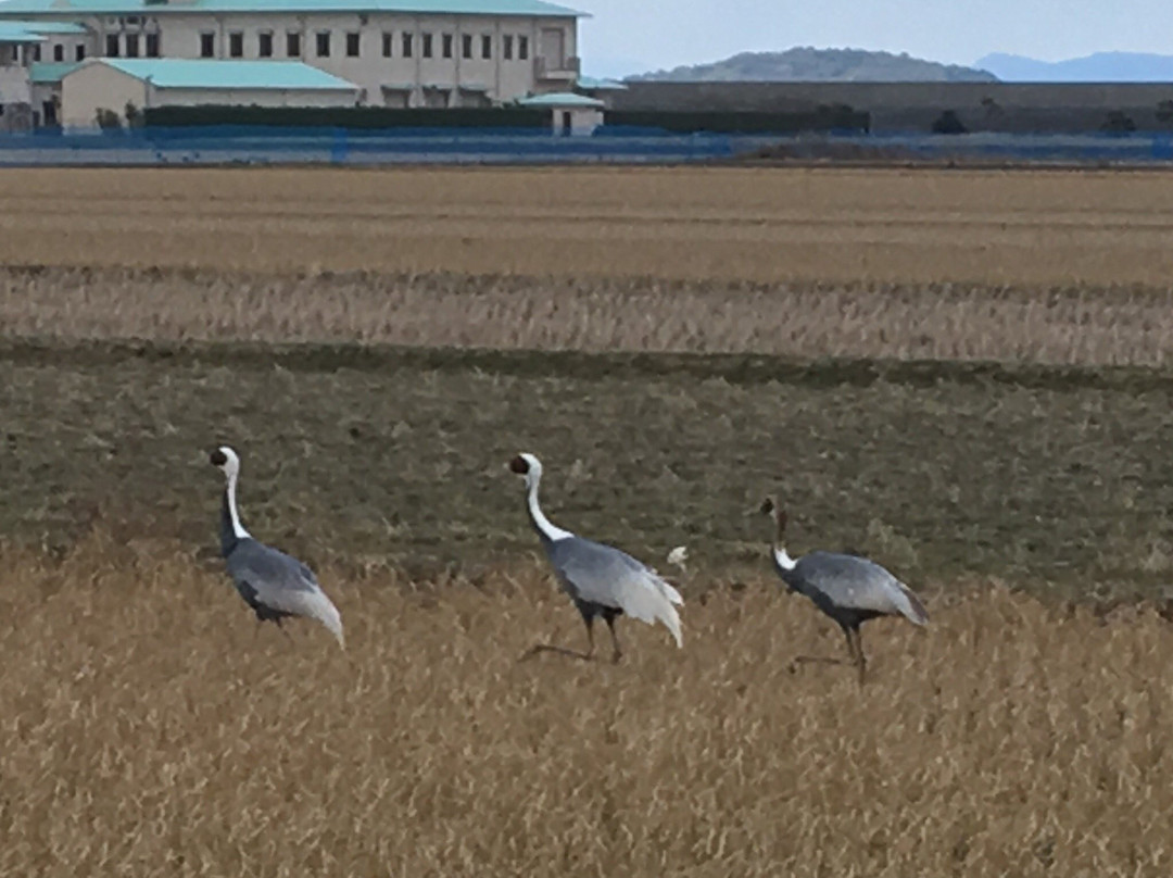 Izumi City Crane Museum, Crane Park Izumi-出水市必去景点