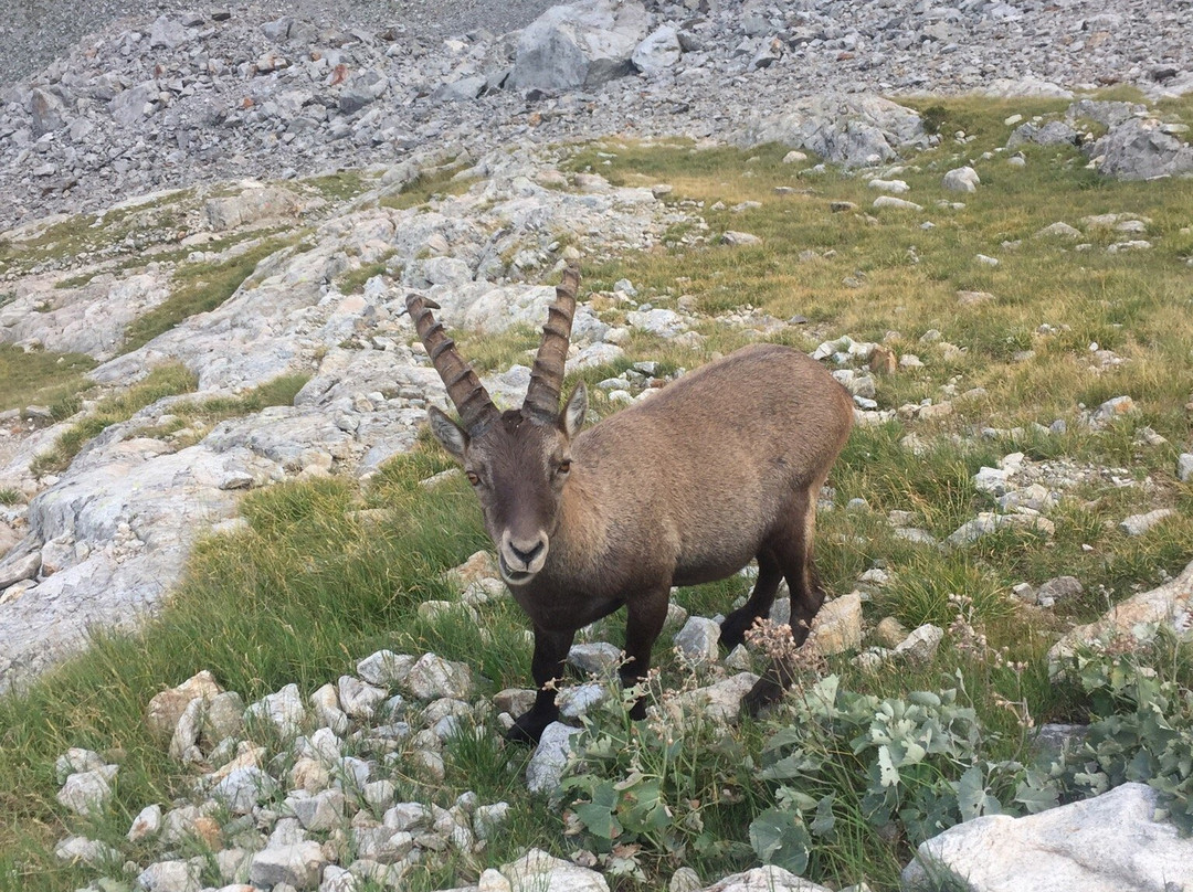 Parco Naturale delle Alpi Marittime-Valdieri必去景点