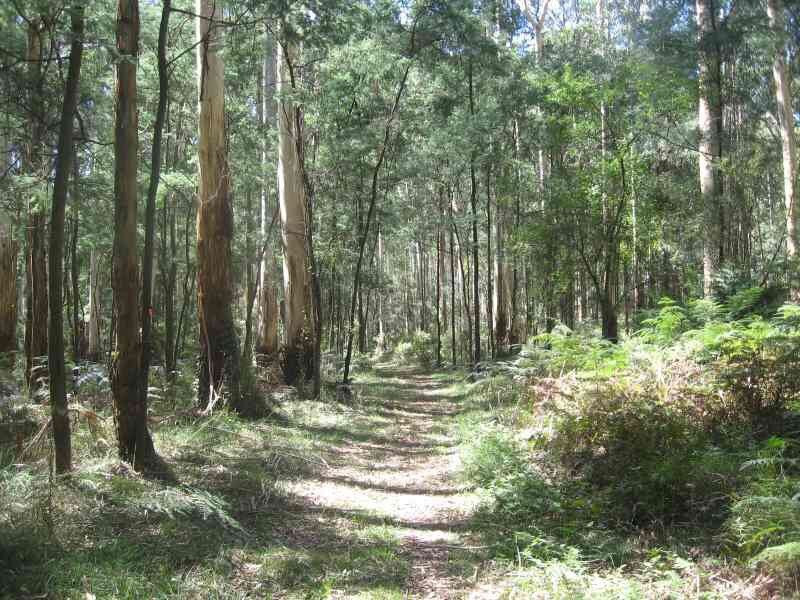 Emerald旅游景点-Butterfield Reserve