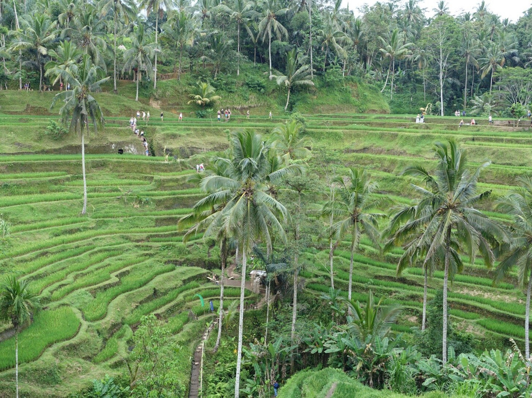 Bali Trekking Service-乌布必去景点