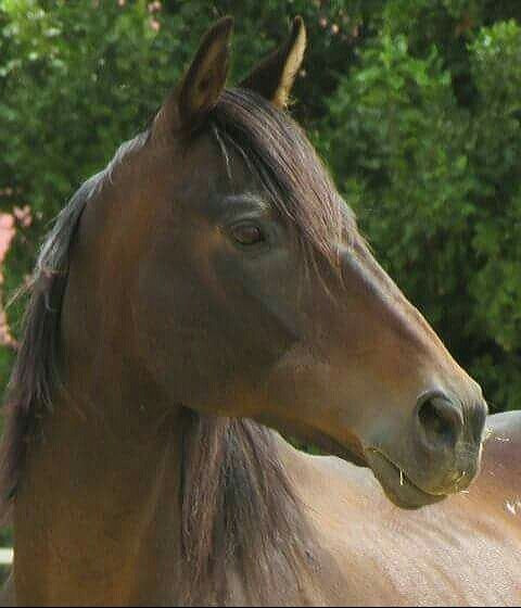 Eagles View Equestria at Klein Lanzerac