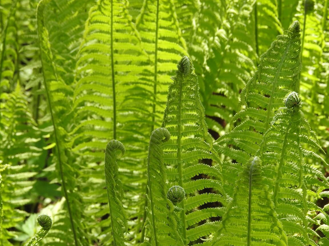 Botanical Garden-Institut-Yoshkar-Ola必去景点