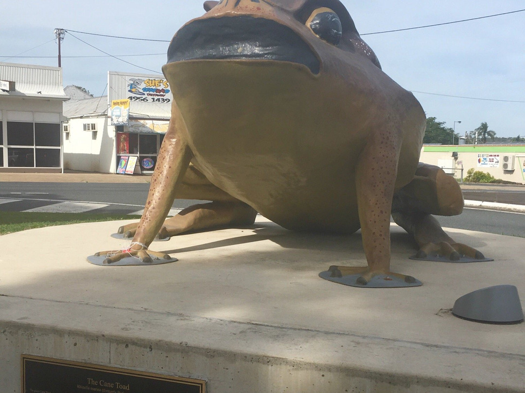 Big Cane Toad景点图片