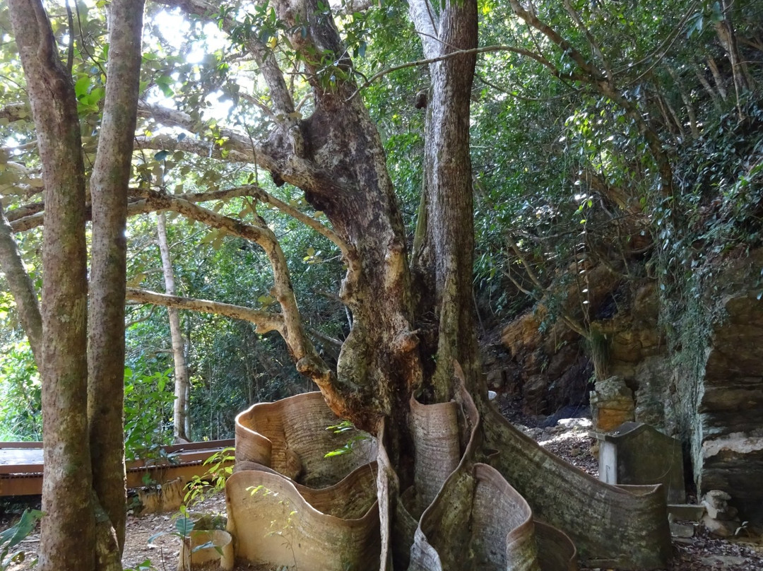 Sundari Tree at Kawata景点图片