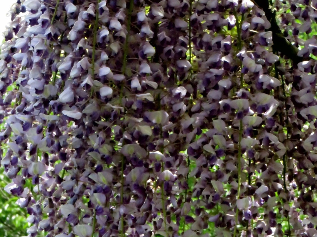 Hikichigawa Shinsui Park-藤泽市必去景点