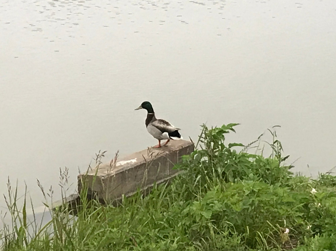 Bob Woodruff Park-普莱诺必去景点