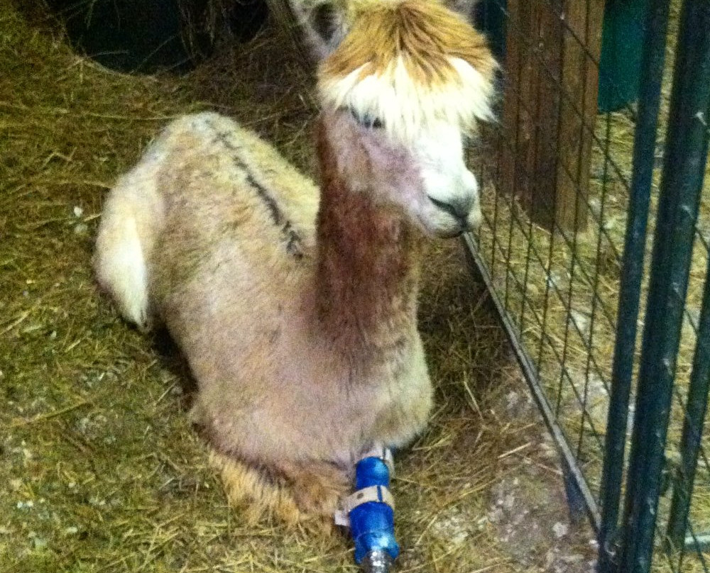 Zena Suri Alpacas-Jay必去景点