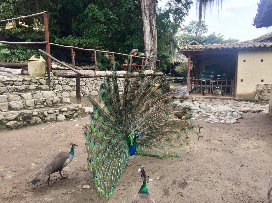 洛斯艾勒洛斯主题公园-梅里达市必去景点