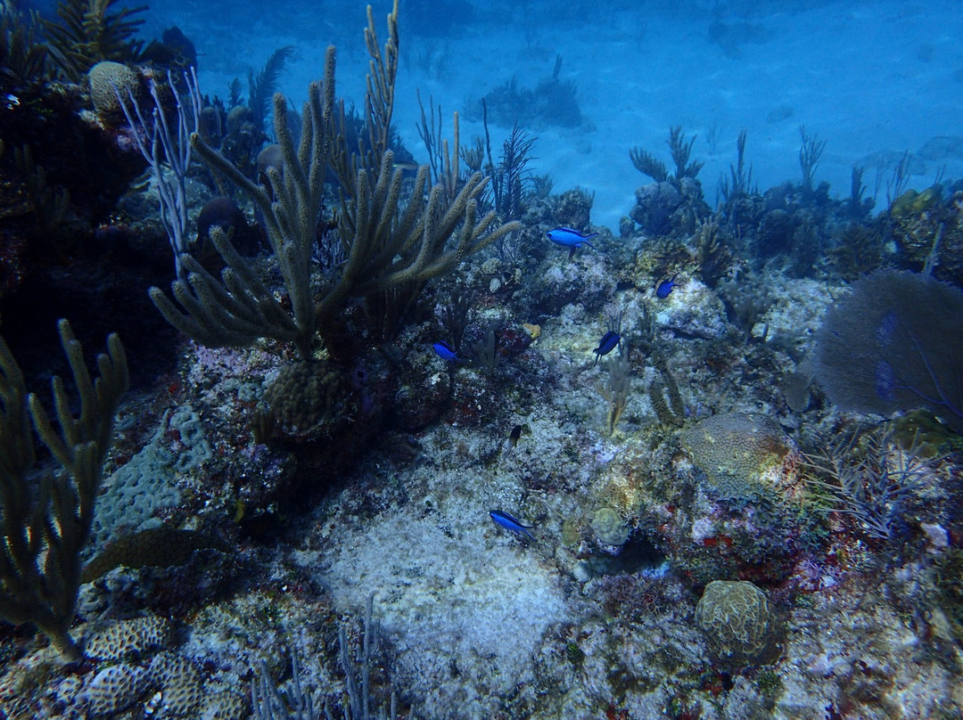 Playa Coral Diving Cuba景点图片