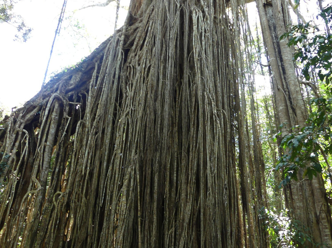 Wooroonooran National Park-Topaz必去景点