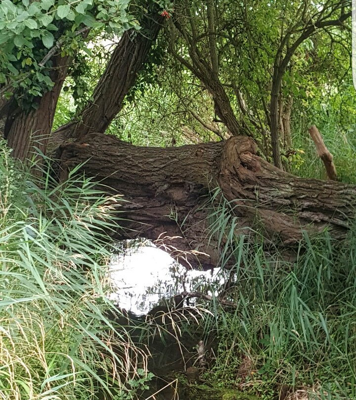 RSPB Fowlmere Nature Reserve景点图片
