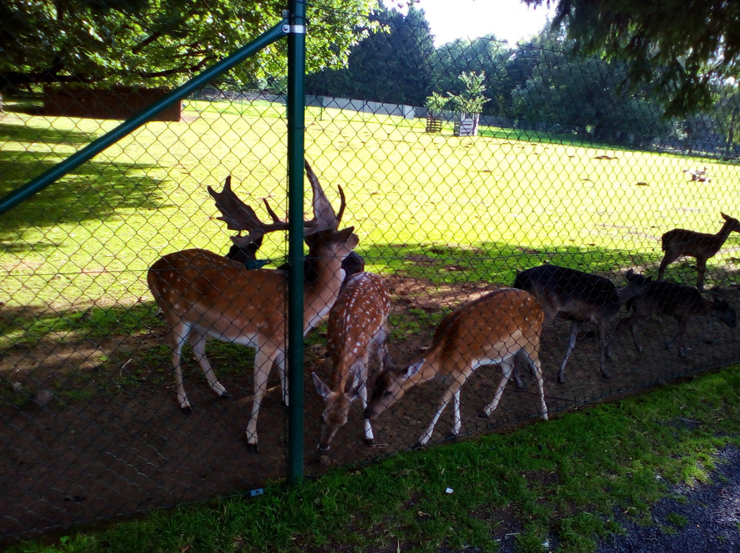 Wildpark景点图片