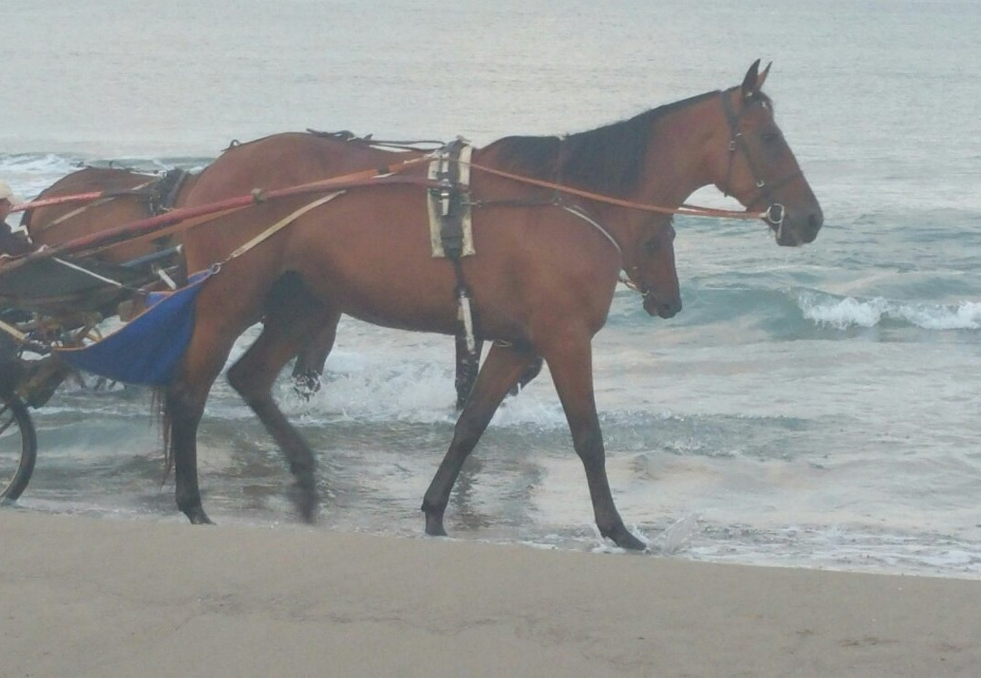 Lungomare delle Sirene-Torvaianica必去景点
