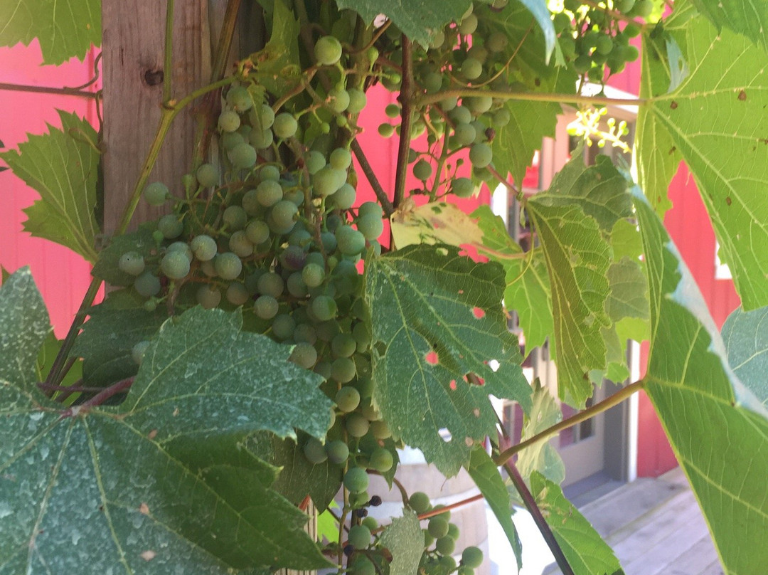 Saint Croix Vineyards-斯蒂尔沃特必去景点