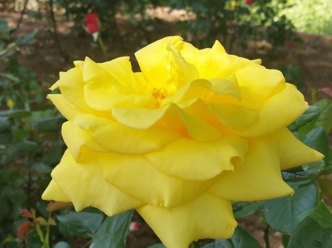 Kitakyushu Agricultural Center-北九州市必去景点