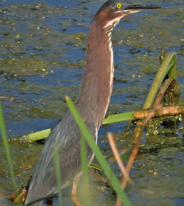 Lake Worth-沃思堡必去景点